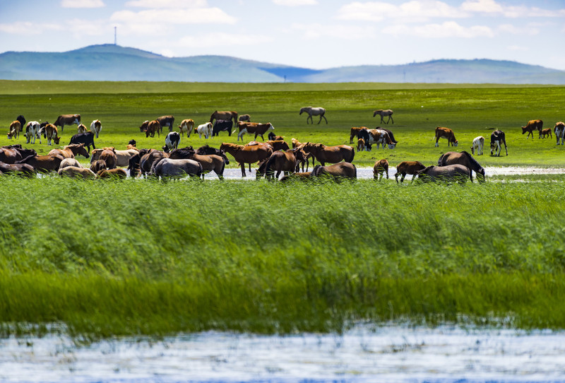 内蒙古，草原之魂，商机无限之地