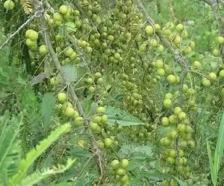 海南，绿色发展的绿色奇迹